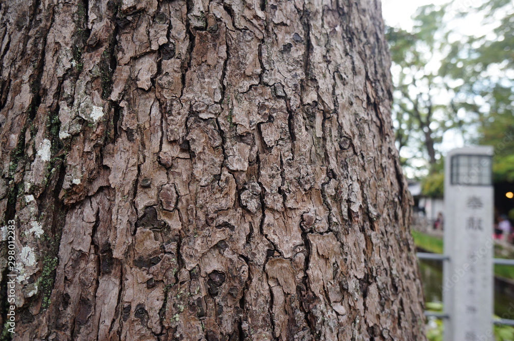 Fototapeta premium 日本の伝統的な杉と松