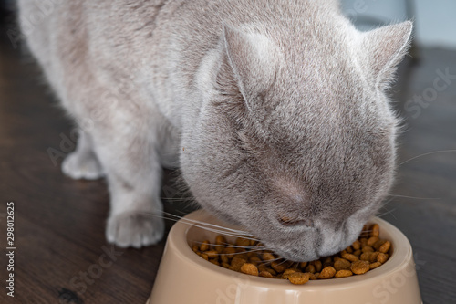 Fototapeta Naklejka Na Ścianę i Meble -  A large gray house cat eats dry food from a cat bowl. Close up.