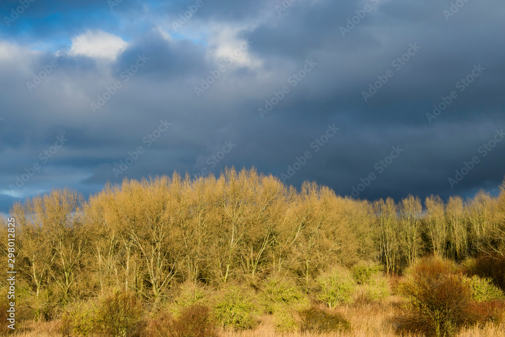 Autumn contrasting landscape with a yellow forest against a bright sky.