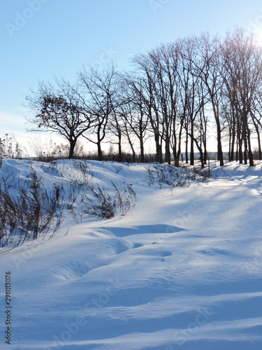 winter rural landscape with  trees © Юлия Рогонова