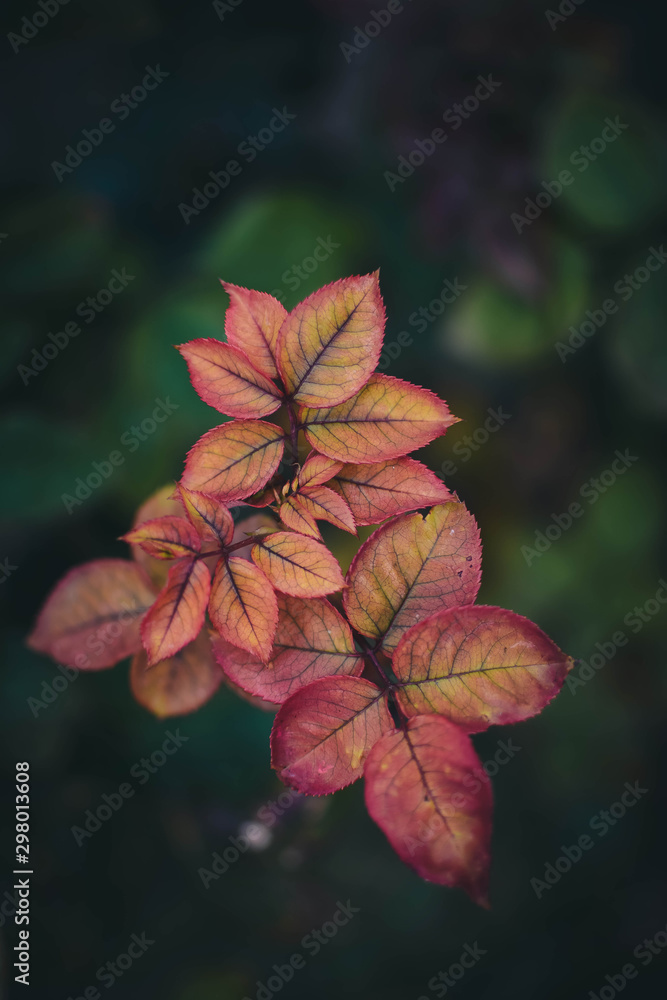 leaf