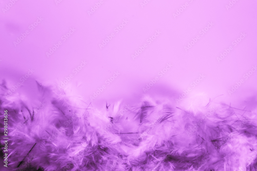 Beautiful abstract blue and purple feathers frame on darkness background and colorful soft white pink feather portrait frame texture Beautiful abstract blue and purple feathers frame on darkness background and colorful soft white pink feather portrait frame texture