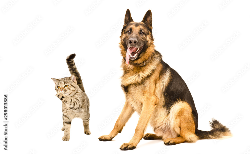 Funny German Shepherd  and playful cat Scottish Straight isolated on a white background