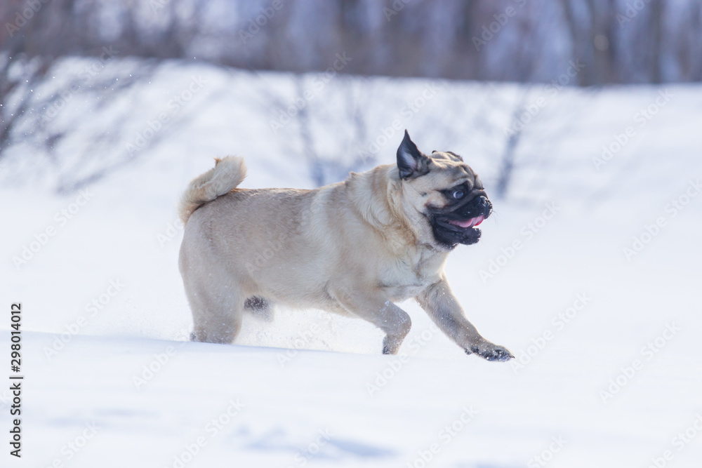 Naklejka premium pug puppy run in snow field. winter dog,