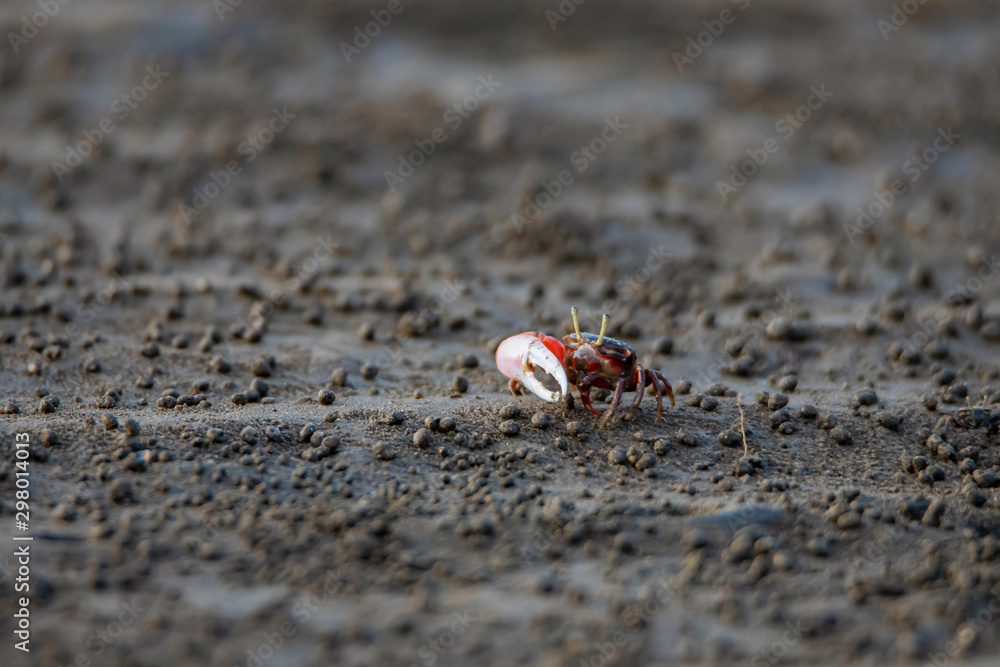 Uca vocans, Fiddler Crab walking in mangrove forest At bassien Beach Mumbai  Maharashtra India.