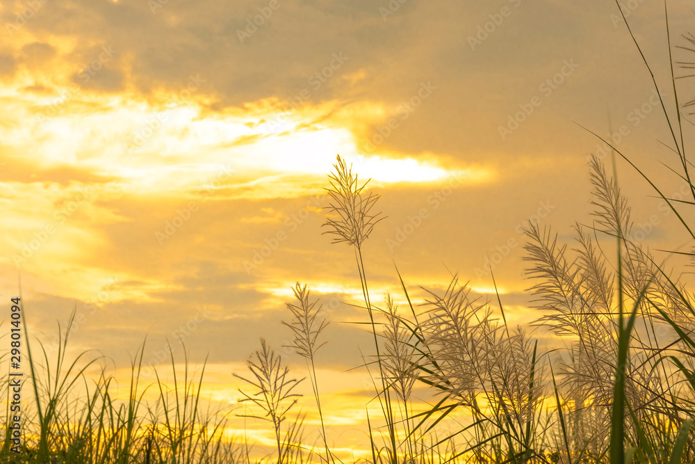 Backlit photos of grass at dusk overlooking the backdrop of sky gold at sunset.