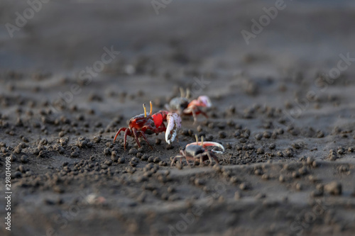 Uca vocans, Fiddler Crab walking in mangrove forest At bassien Beach Mumbai  Maharashtra India.
