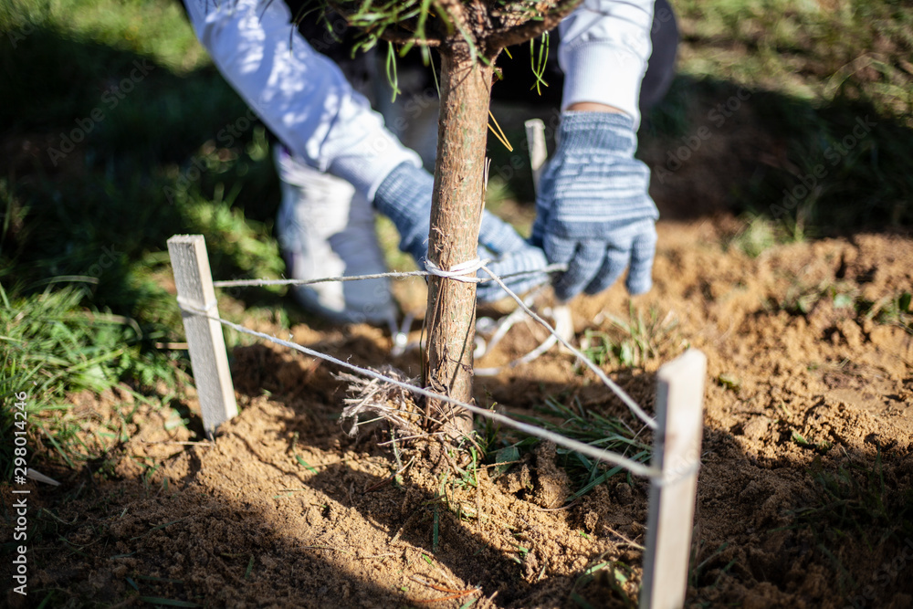 Tree planting. The work of a partner. The seedling is buried in the ground. Creating a park of trees. Tree planting. The work of a partner. The seedling is buried in the ground. Creating a park of trees.