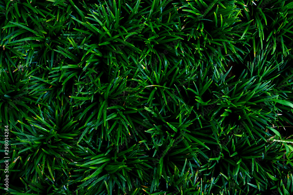 Top view.Green grass background texture.