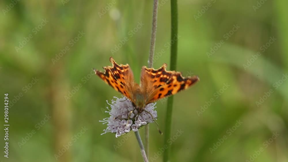 Butterfly Comma (Polygonia c-album) is on a purple flower Butterfly Comma (Polygonia c-album) is on a purple flower