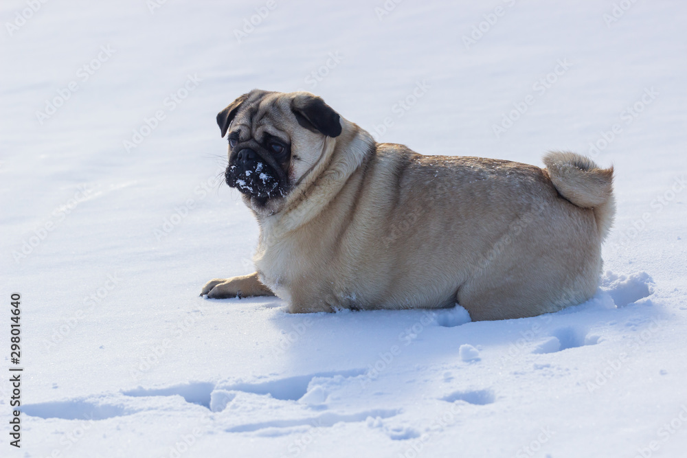 pug puppy run in snow field. winter dog,