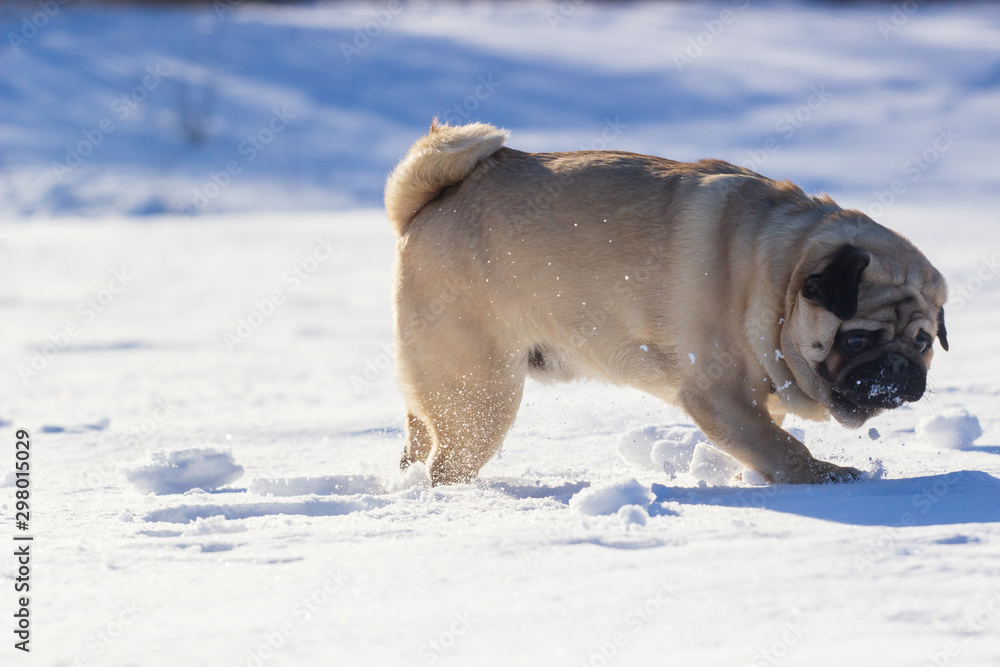 pug puppy run in snow field. winter dog, pug puppy run in snow field. winter dog,