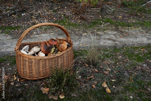 koszyk wiklinowy pełen grzybów na leśnej drodze