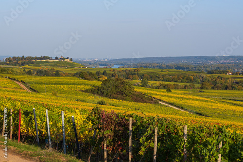 Blick über die Weinberge des Rheingaus bei Rüdesheim/Deutschland