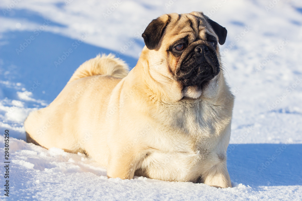 pug puppy run in snow field. winter dog, pug puppy run in snow field. winter dog,