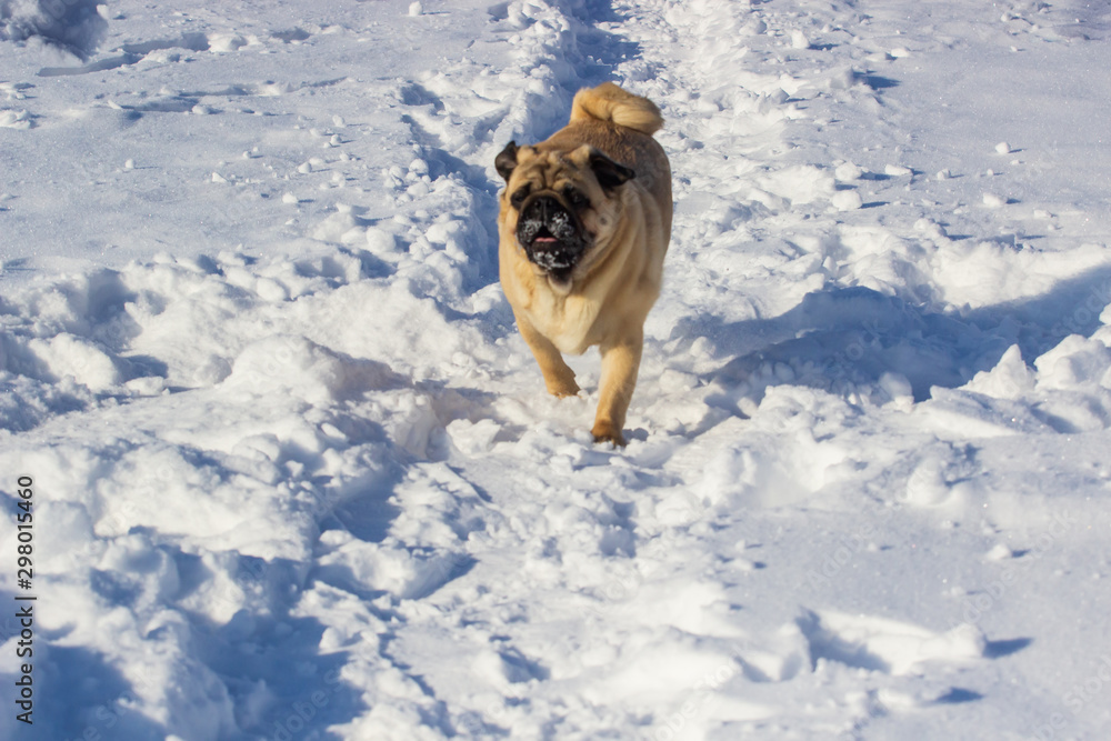 pug puppy run in snow field. winter dog, pug puppy run in snow field. winter dog,