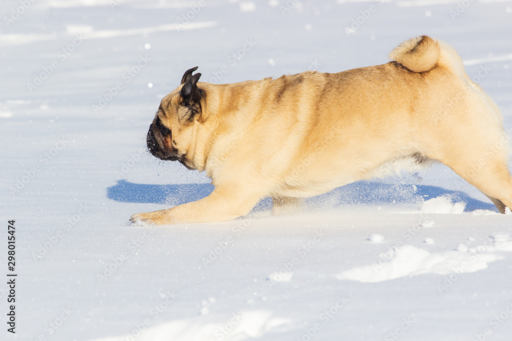 Naklejka premium pug puppy run in snow field. winter dog,