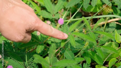 Mimosa Pudica Sensitive Plant Leaf Touch Close
