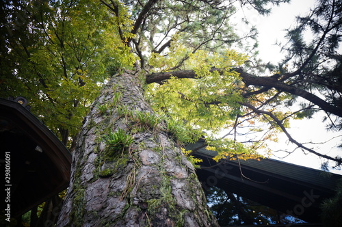 日本庭園と神社の生い茂る木々と松 photo