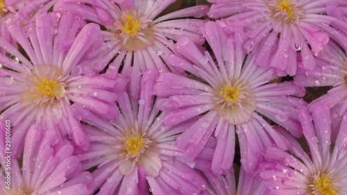 Flowers of Conophytum praesectum. photo