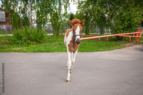 A foal runs along the street. The horse escaped from the stall. A beautiful horse runs to the camera.