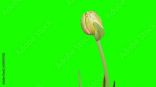 Red and yellow tulip bloom buds green screen, FULL HD (Tulipa Allegretto)