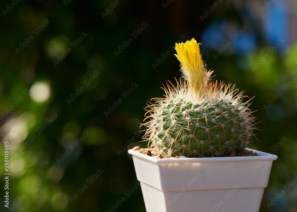 Beautiful cactus and yellow flower in the pot Beautiful cactus and yellow flower in the pot