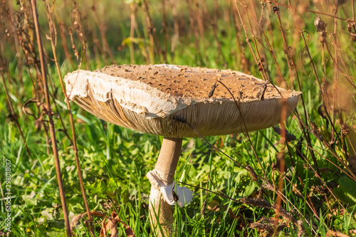 ein Riesenschirmpilz auf einer Wiese photo