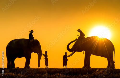 New generation mahout. Two boy and Two mahout and two elephant with sunset light as a backdrop. The activities Krapho, Tha Tum District, Surin, Thailand.