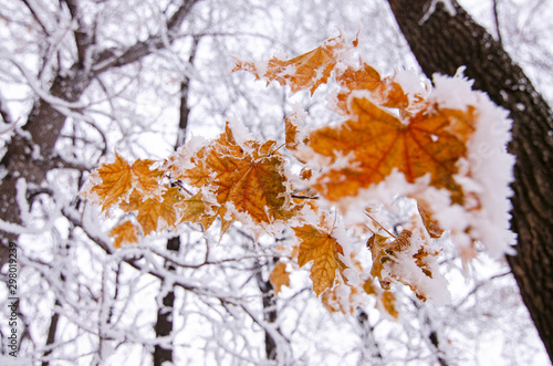 Bright orange maple leaves covered with white snow, winter frosty day
