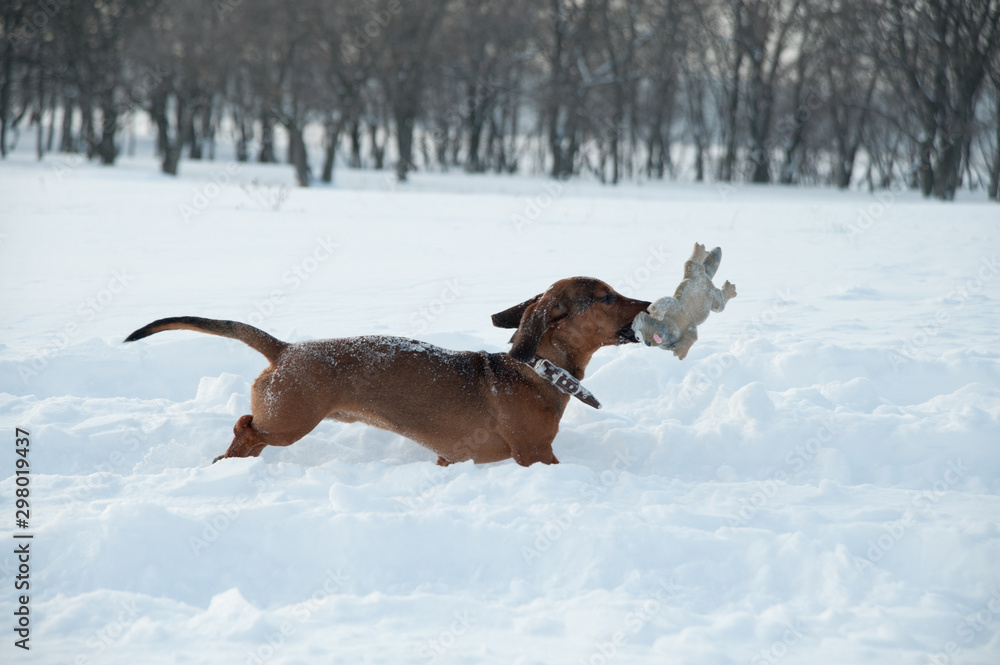 Young red-haired dachshund runs and plays with a toy in deep snow in a park Young red-haired dachshund runs and plays with a toy in deep snow in a park