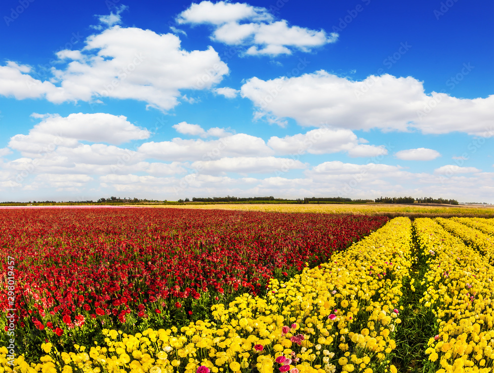 South of Israel, spring day