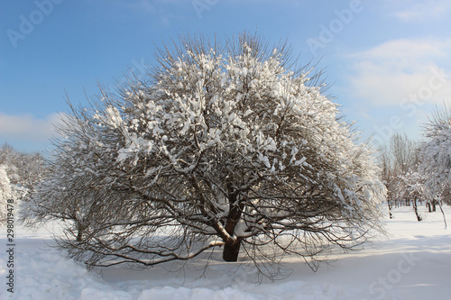 Beautiful tree covered with snow on a Sunny winter day.