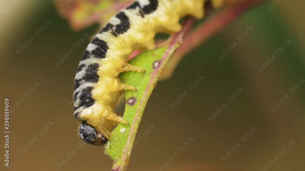 Macro shot of a Dogwood Sawfly larva eating a leaf and interestingly moving its head. Panning down and left focusing on the feeding on the plant. Macro shot of a Dogwood Sawfly larva eating a leaf and interestingly moving its head. Panning down and left focusing on the feeding on the plant.