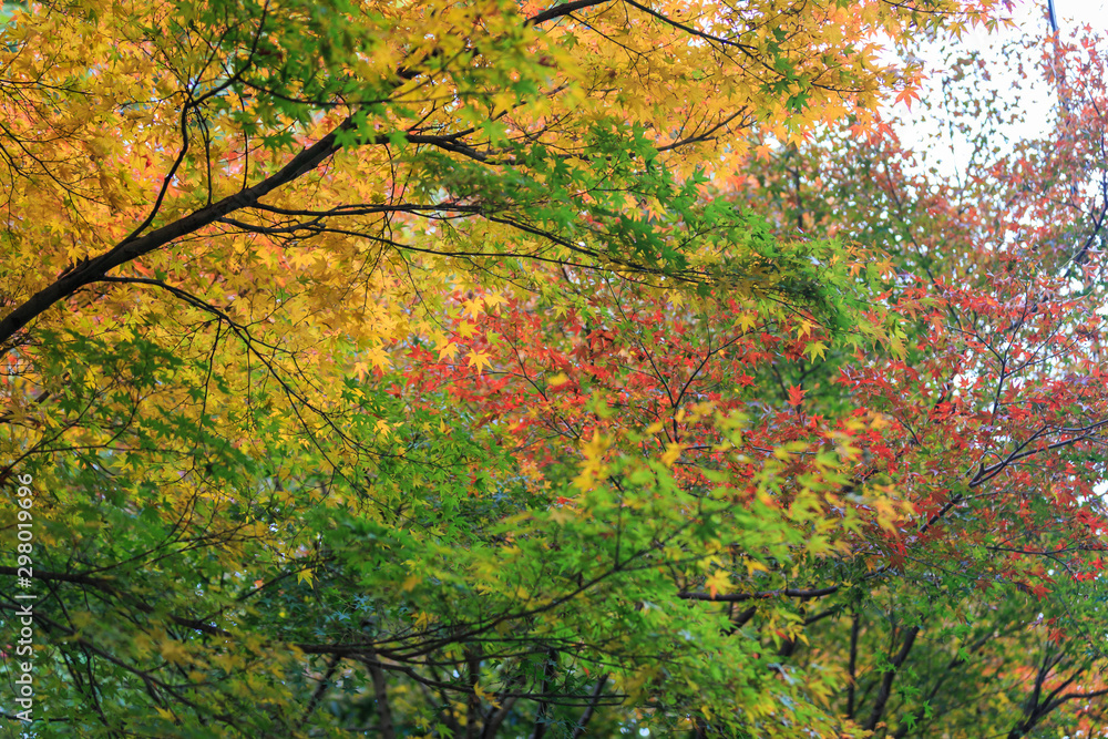 Beautiful Red and Colorful Japanese Maple Leaves Background in Kyoto in the Shrine Beautiful Red and Colorful Japanese Maple Leaves Background in Kyoto in the Shrine