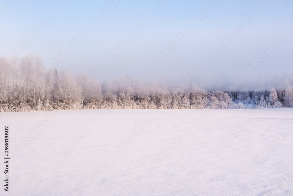 Russia. Winter. Forest in the fog.