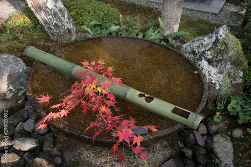 Japanese Basin, a tsukubai with green bamboo a branch of red maple leaves in Japanese Temple, at Enkoji Temple in Kyoto, Japan