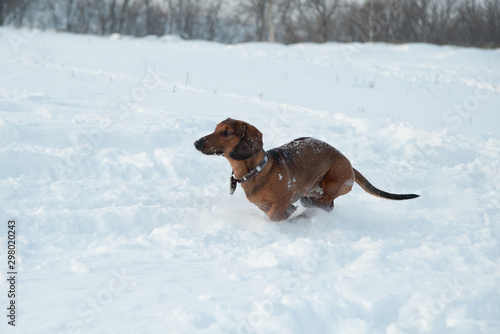 Fototapeta Naklejka Na Ścianę i Meble -  Young red-haired dachshund runs and plays with a toy in deep snow in a park