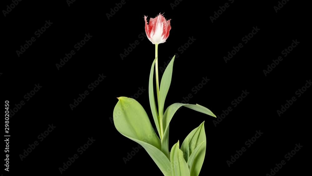 White and red tulip bloom buds ALPHA matte, FULL HD (Tulipa Huis ten bosch) White and red tulip bloom buds ALPHA matte, FULL HD (Tulipa Huis ten bosch)