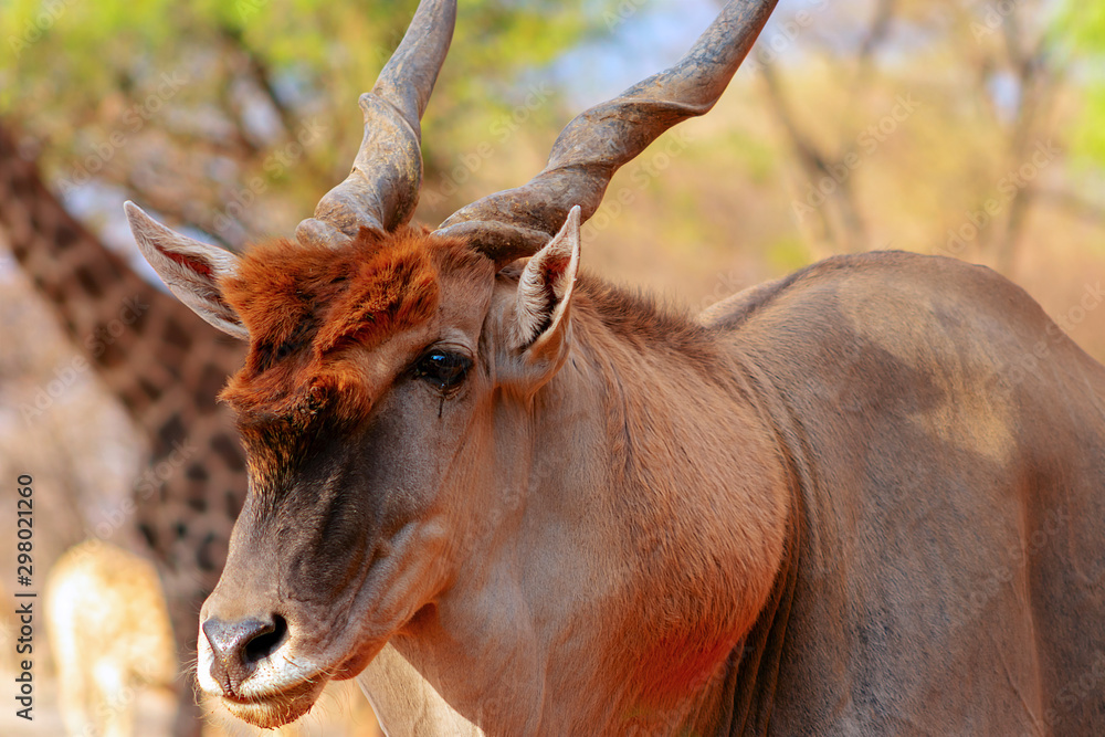 Beautiful Images of African largest Antelope. Wild african Eland antelope close up, Namibia, Africa Beautiful Images of African largest Antelope. Wild african Eland antelope close up, Namibia, Africa