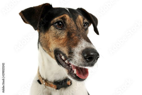 Portrait of an adorable Fox Terrier looking satisfied © kisscsanad