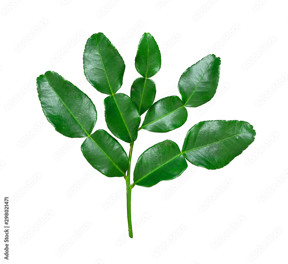 Bergamot,Kaffir, green leafs ,Leech lime or Mauritius papeda isolated on white background.Scientific name is Citrus hysteria.,Herb.view top and close up. Bergamot,Kaffir, green leafs ,Leech lime or Mauritius papeda isolated on white background.Scientific name is Citrus hysteria.,Herb.view top and close up.