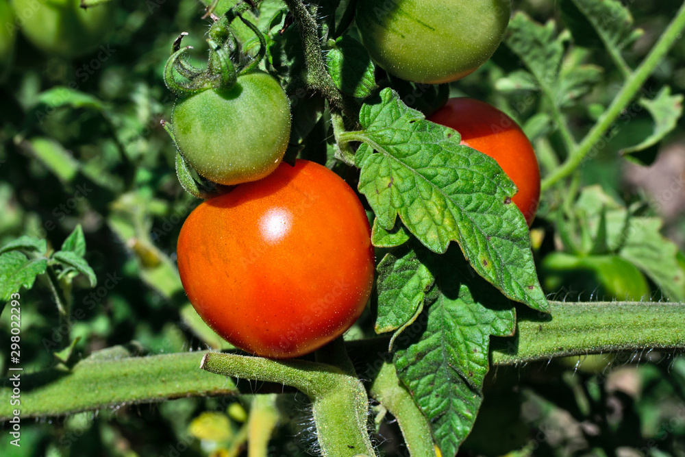 Tomato vegetables on a stalk