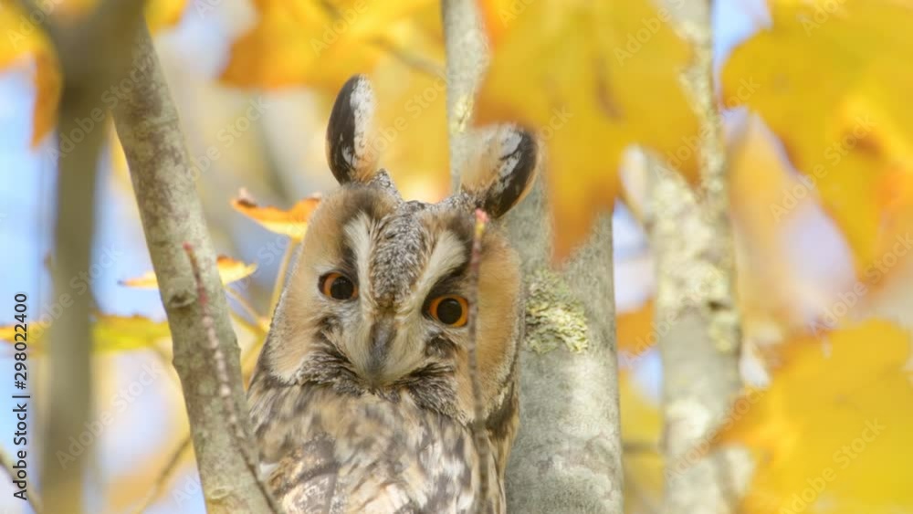 Long-eared owl (Asio otus) sitting high up in a tree with yellow colored leafs during a fall day. Long-eared owl (Asio otus) sitting high up in a tree with yellow colored leafs during a fall day.