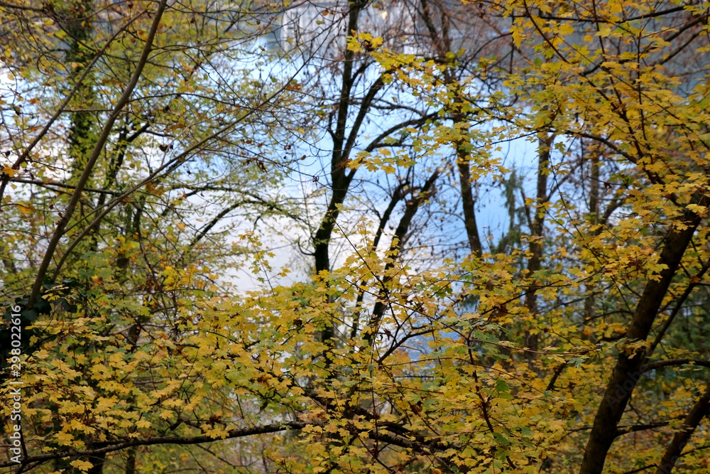 Colorful autumn leaves on Lake Bled, Slovenia. Selective focus. Colorful autumn leaves on Lake Bled, Slovenia. Selective focus.