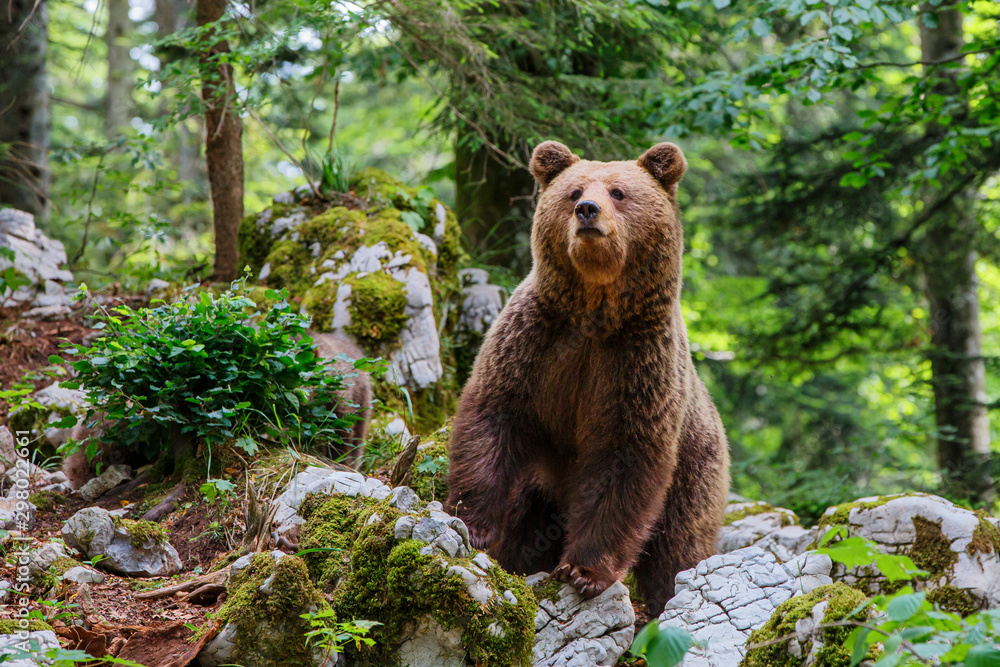 Obraz premium Brown bear - close encounter with a big female wild brown bears in the forest and mountains of the Notranjska region in Slovenia