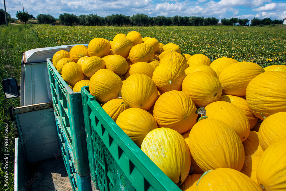 Φωτογραφία Canary melons in crate loaded on truck from the farm.