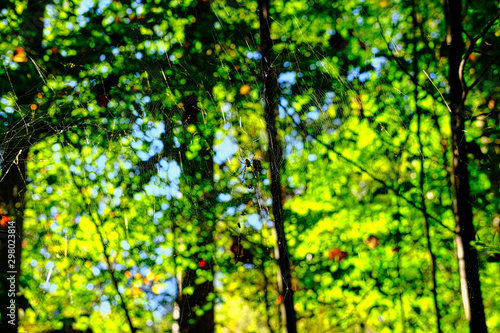 Fototapeta Naklejka Na Ścianę i Meble -  Black and Yellow Spide on Web in Forest