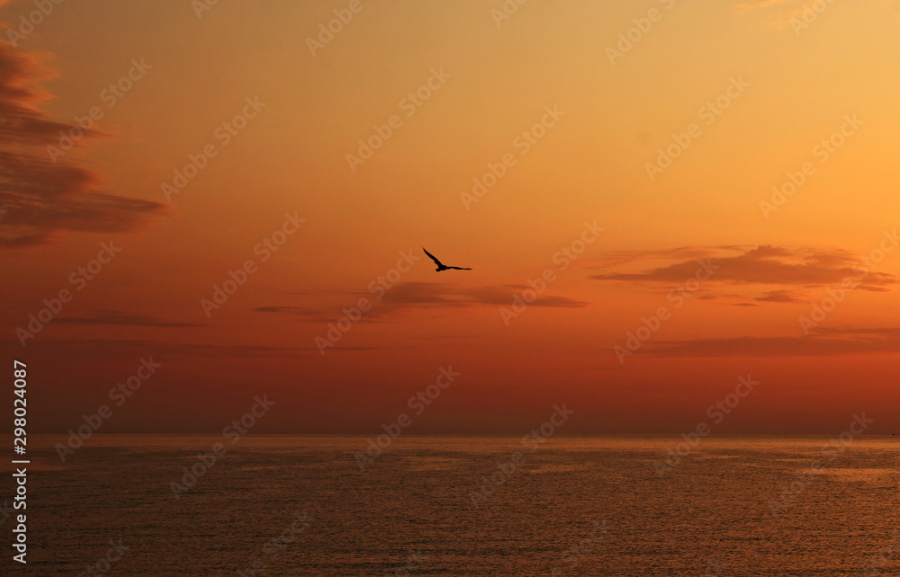 Seagull flying on the coast at sunrise