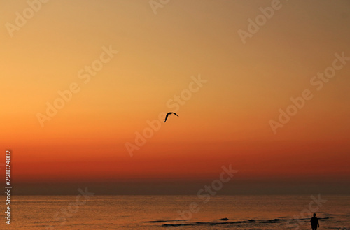 Seagull flying on the coast at sunrise © Nacho